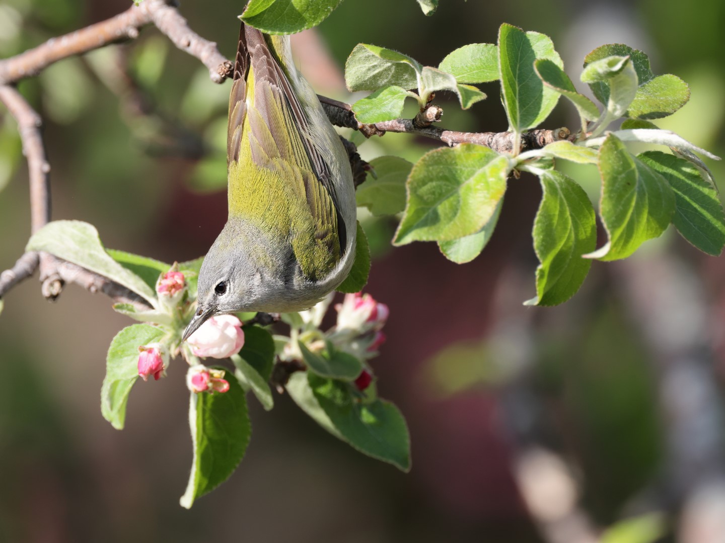 Tennessee Warbler