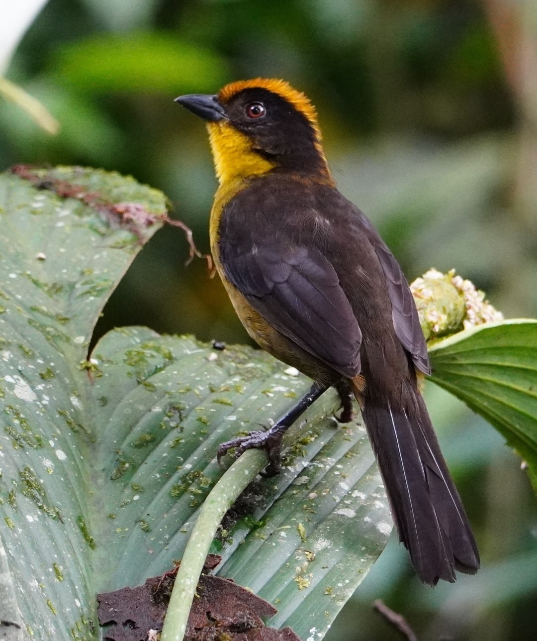 Thick-billed Brush Finch