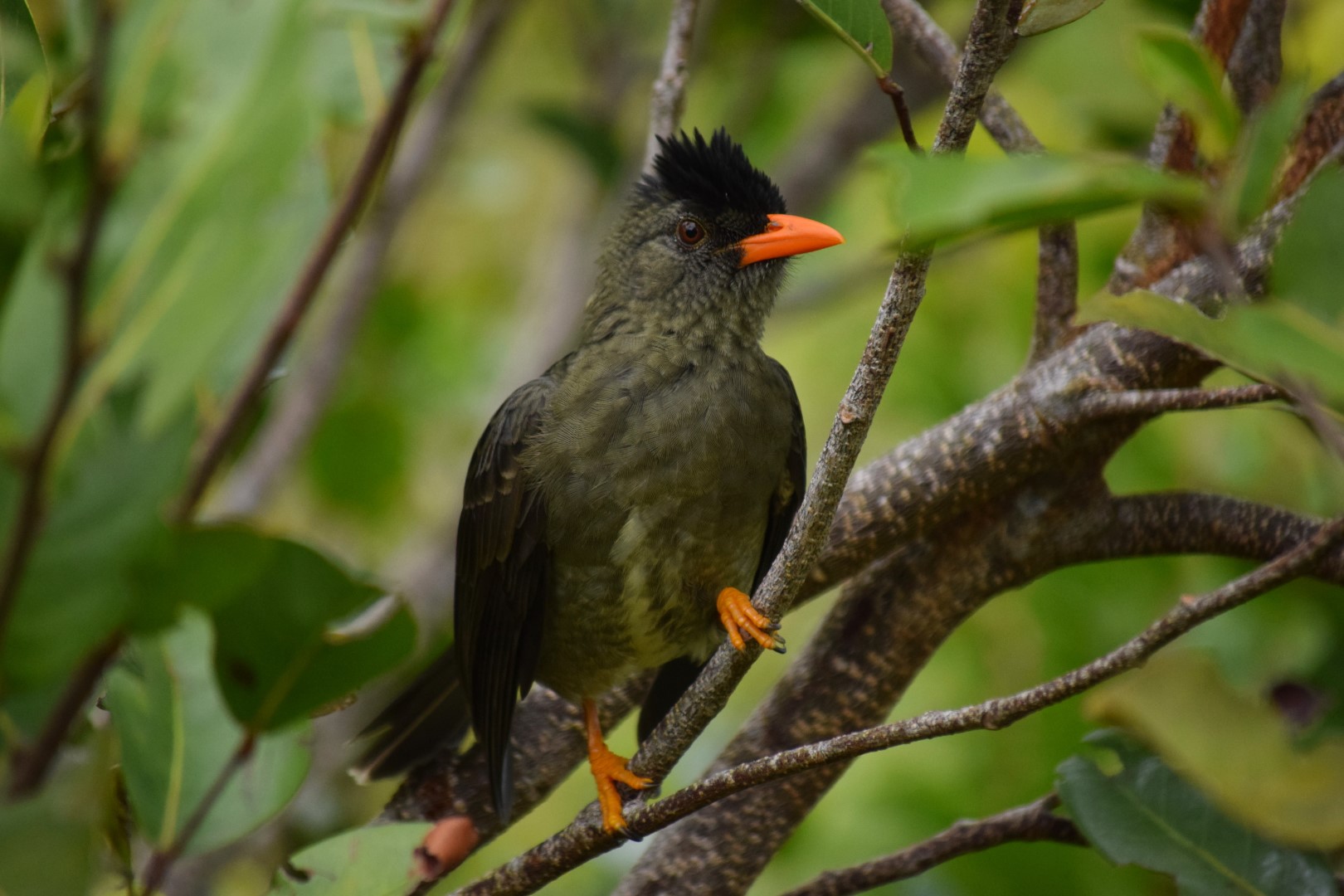 Thick-billed Bulbul