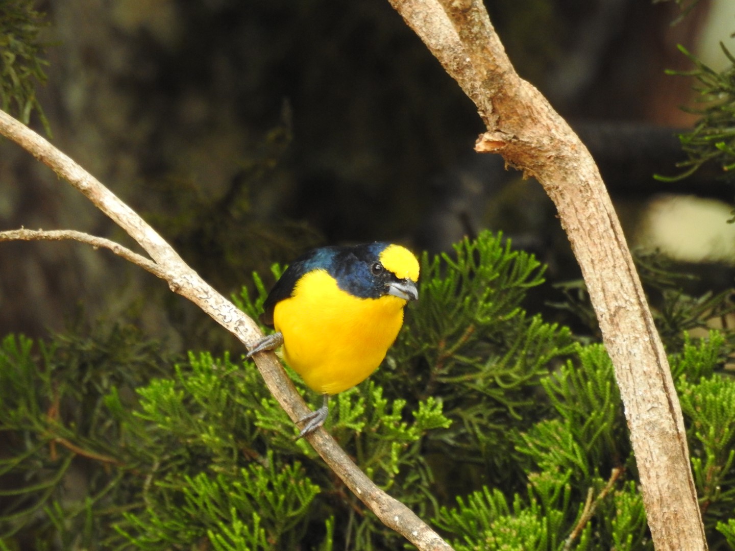 Thick-billed Euphonia