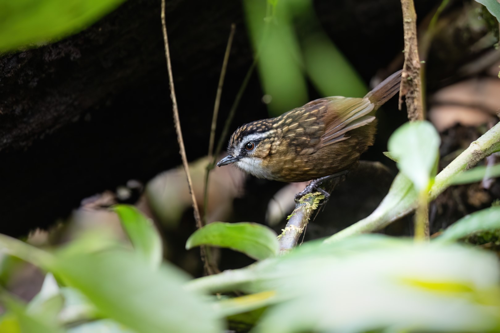 Thick-billed Flowerpecker