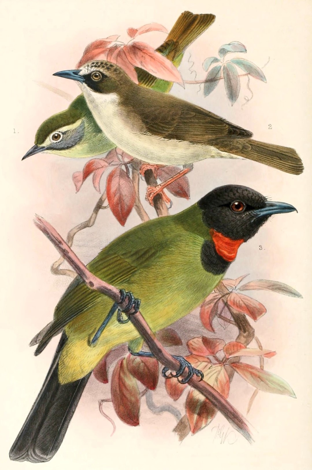 Thick-billed Flowerpecker