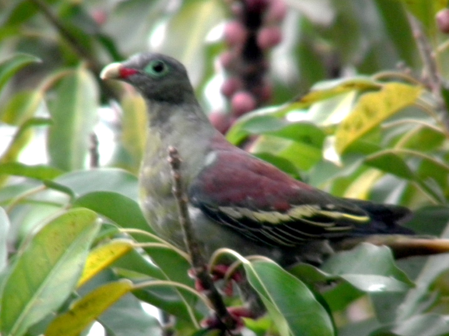 Thick-billed Green Pigeon