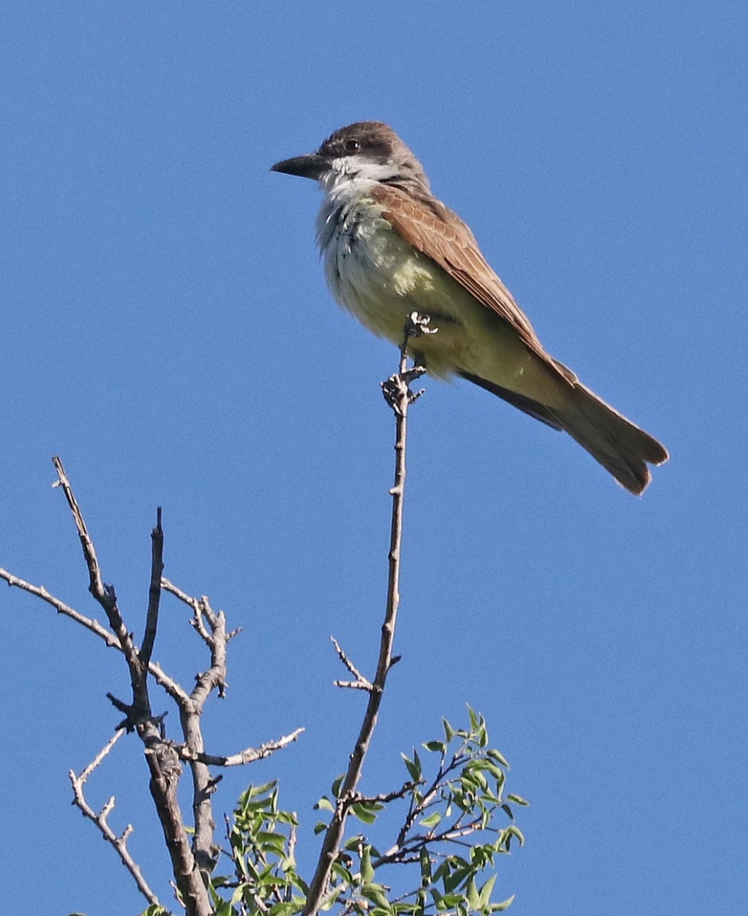 Thick-billed Kingbird