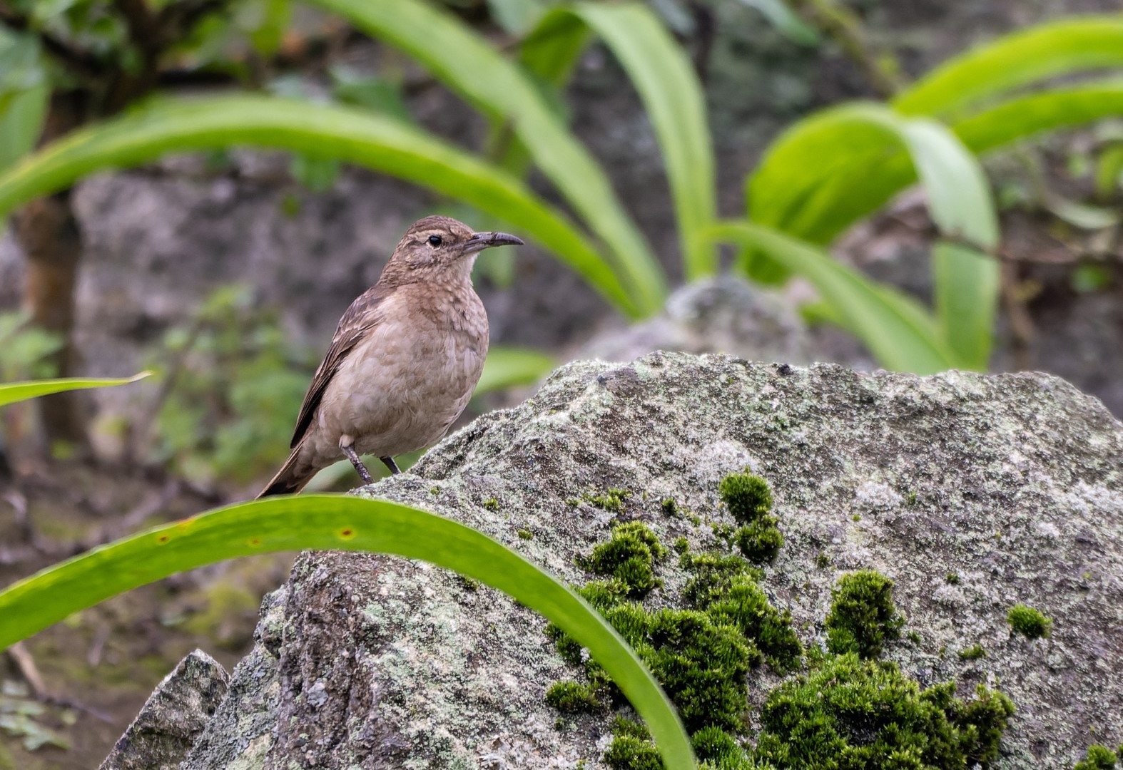 Thick-billed Miner
