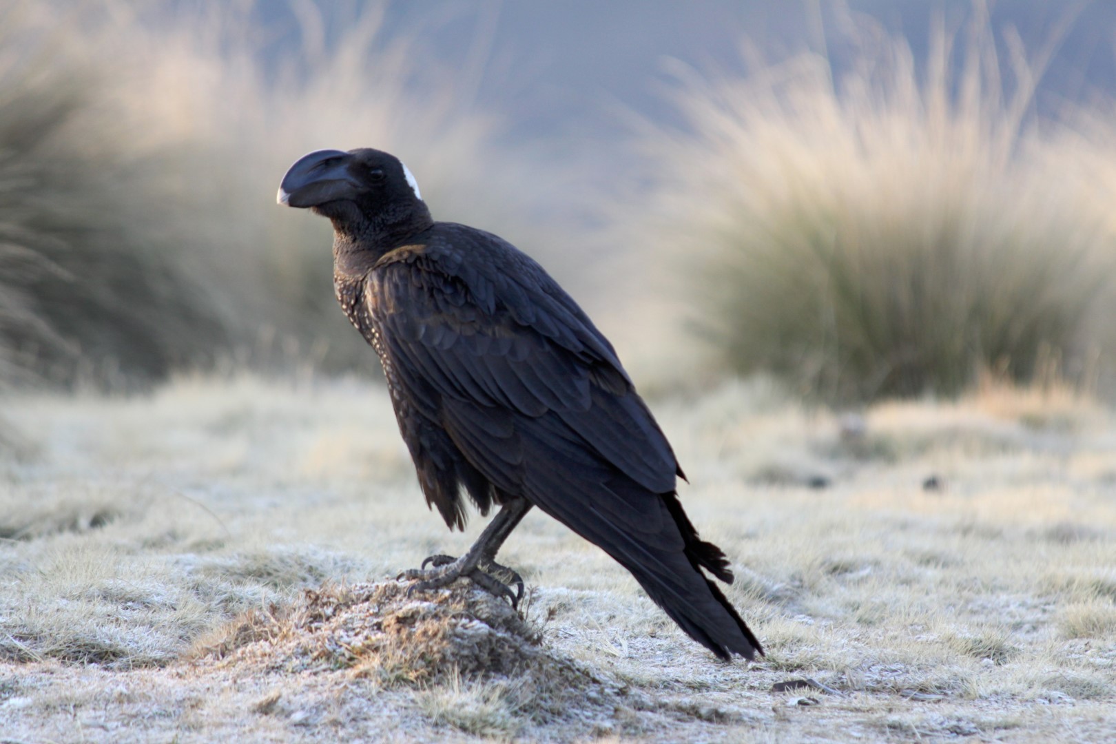 Thick-billed Raven