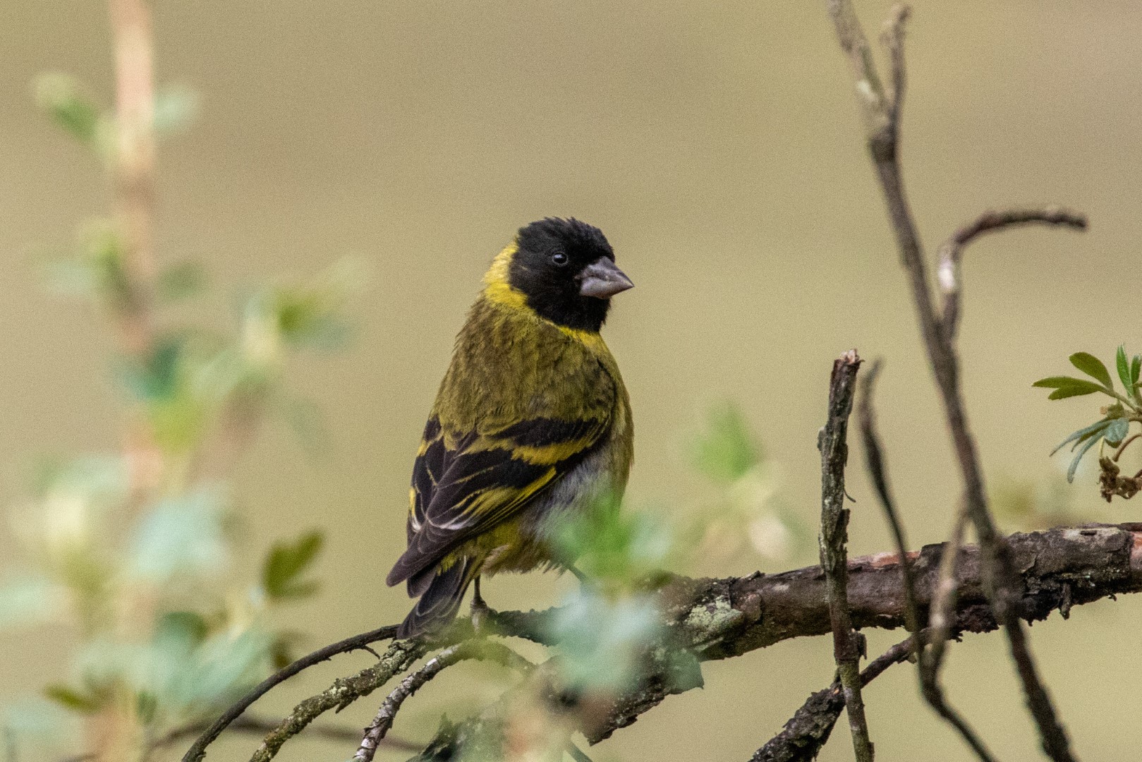 Thick-billed Siskin