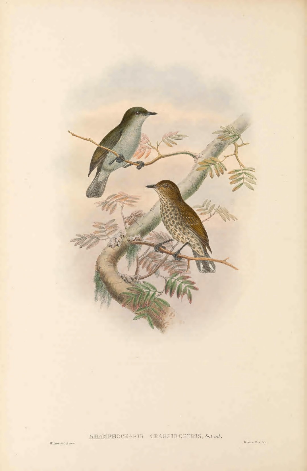 Thick-billed Spiderhunter