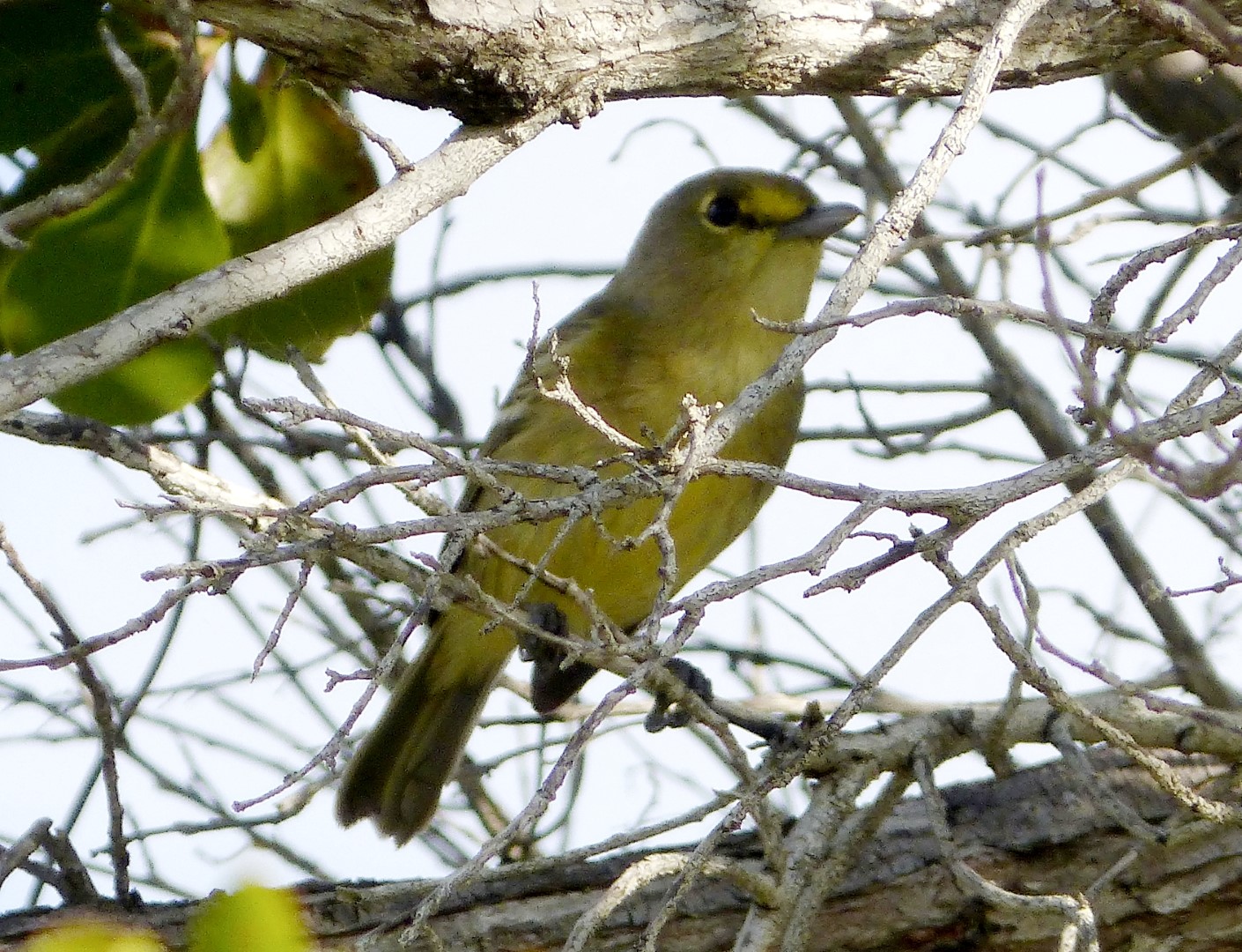 Thick-billed Vireo