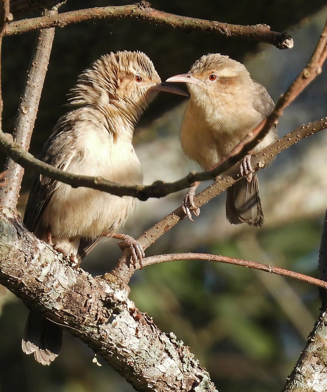 Thicket Tinamou
