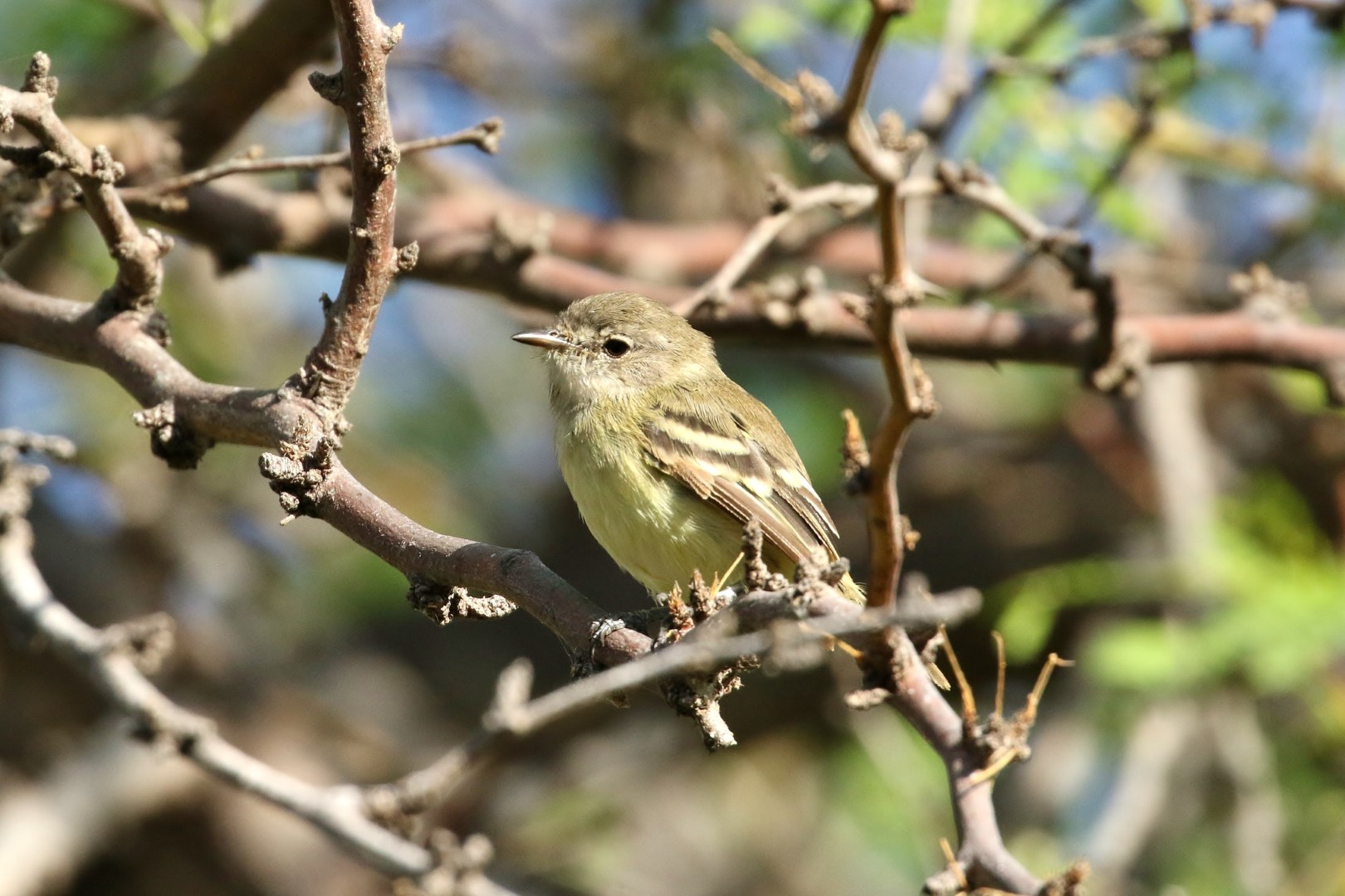 Thin-billed Tyrannulet