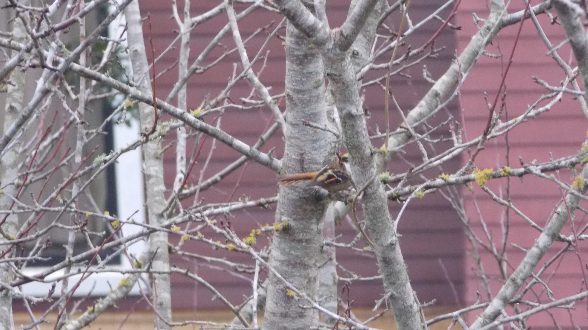 Thorn-tailed Rayadito