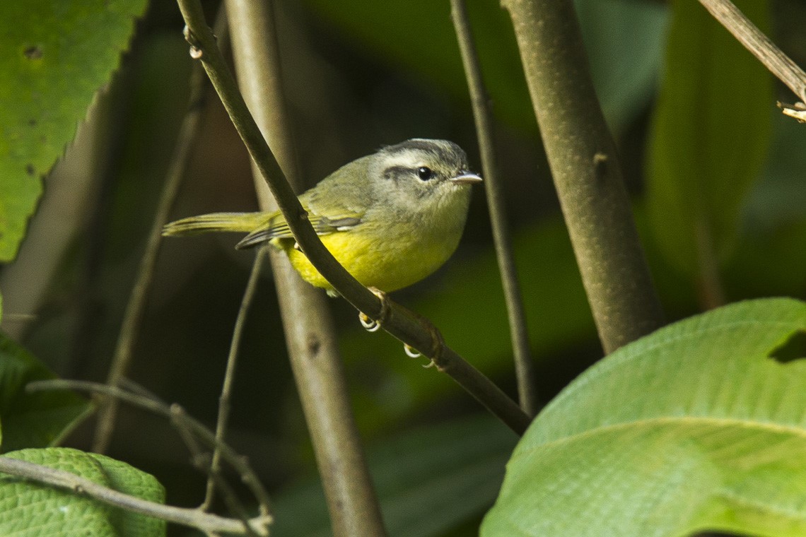 Three-banded Warbler