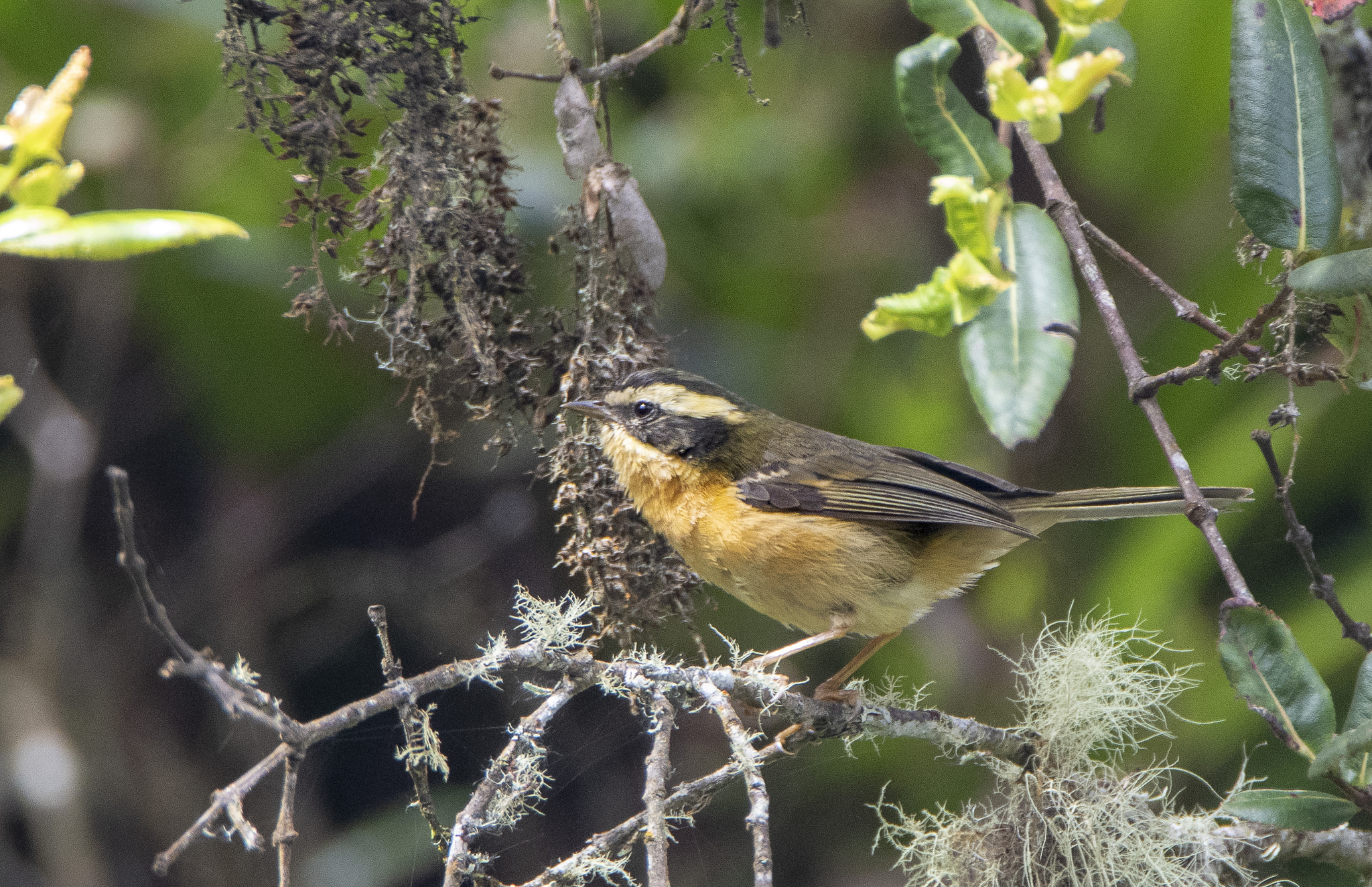 Three-striped Hemispingus