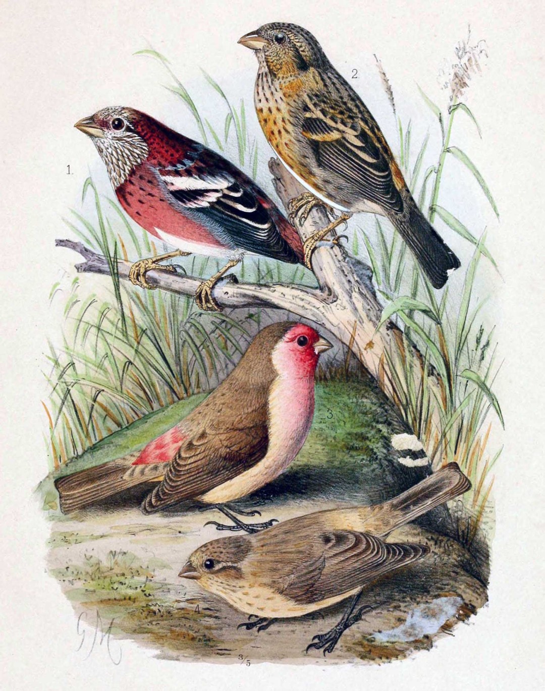Three-striped Rosefinch