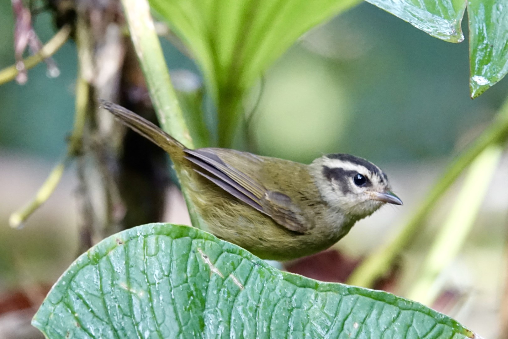 Three-striped Warbler