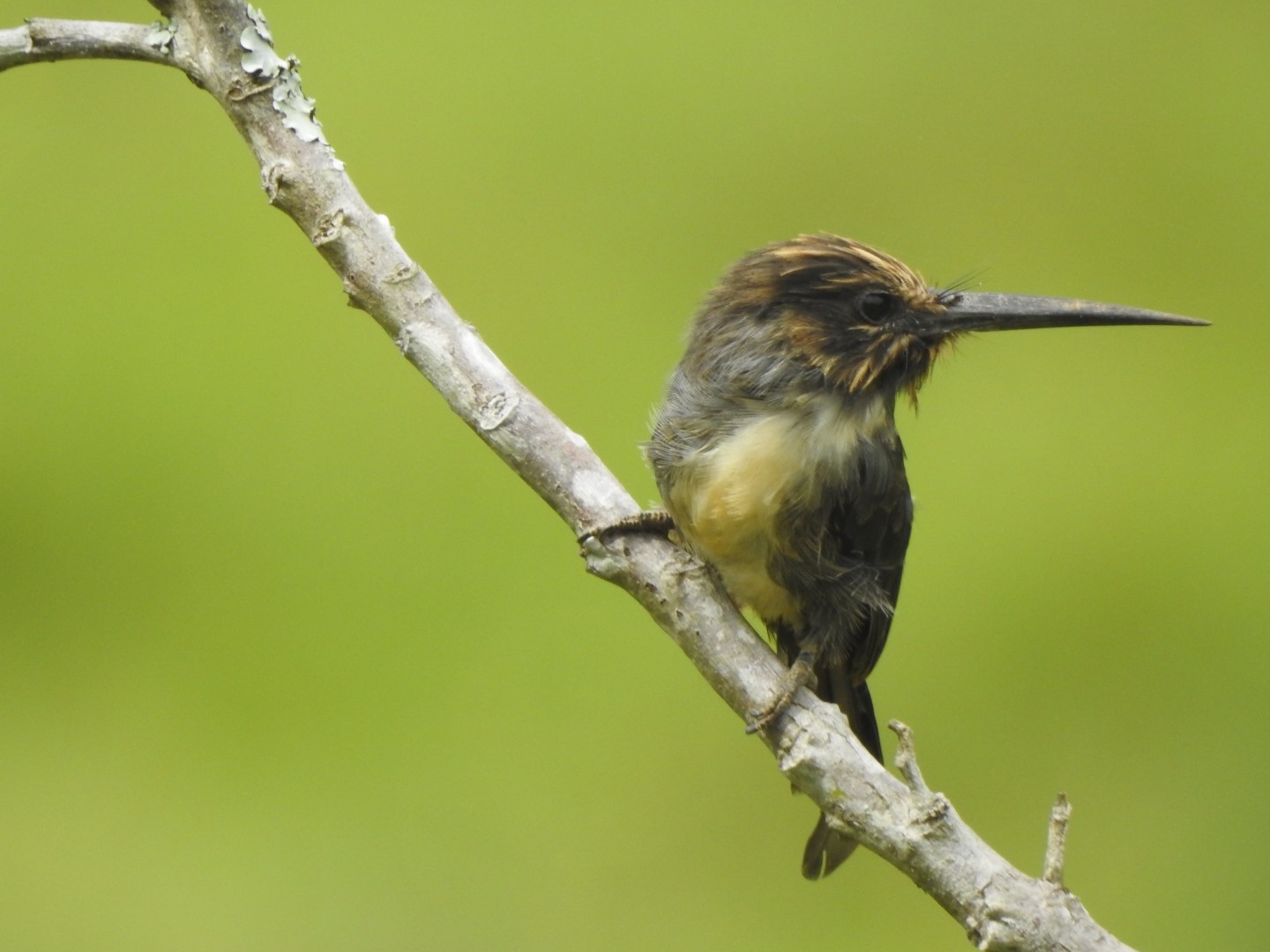 Three-toed Jacamar