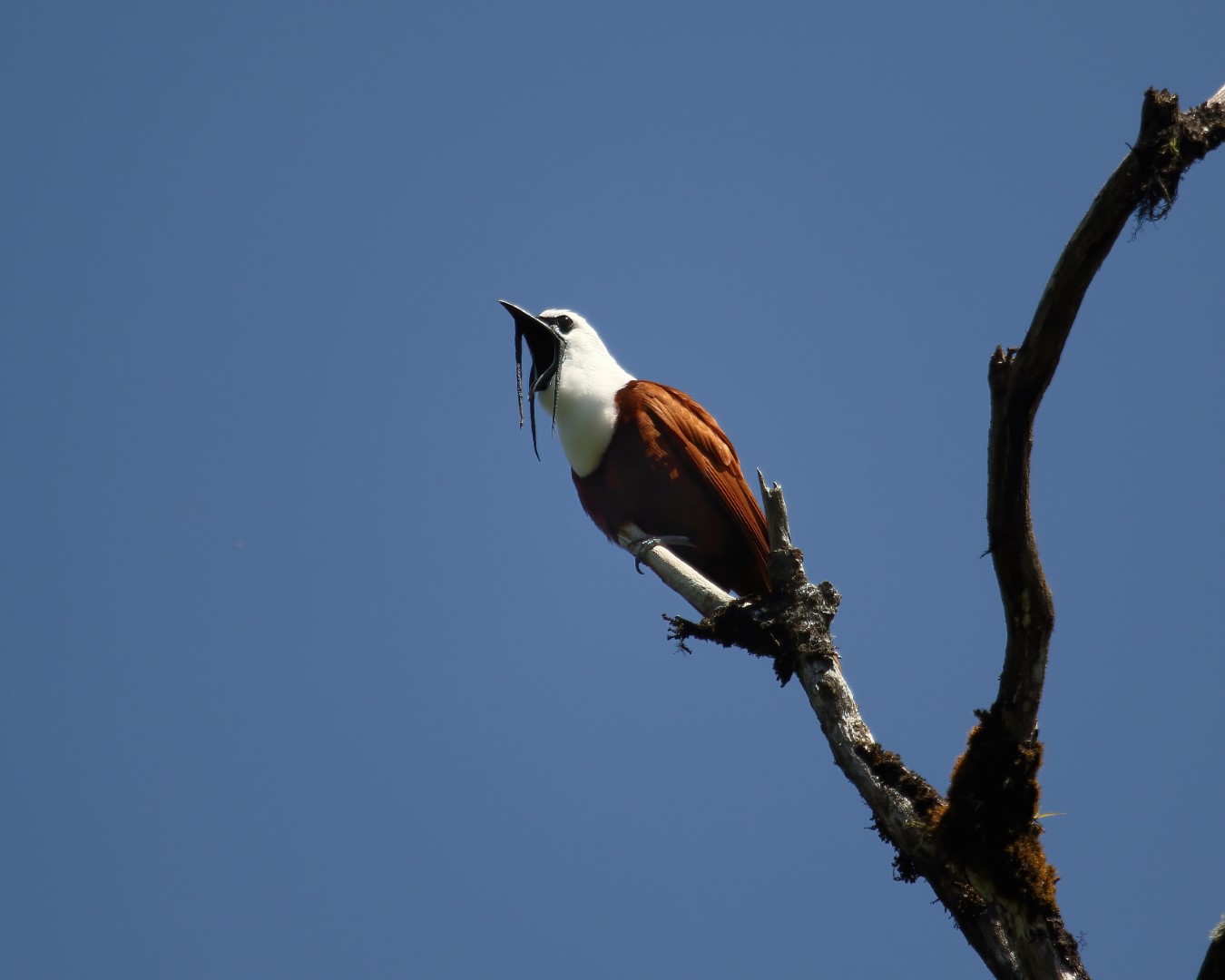 Three-wattled Bellbird