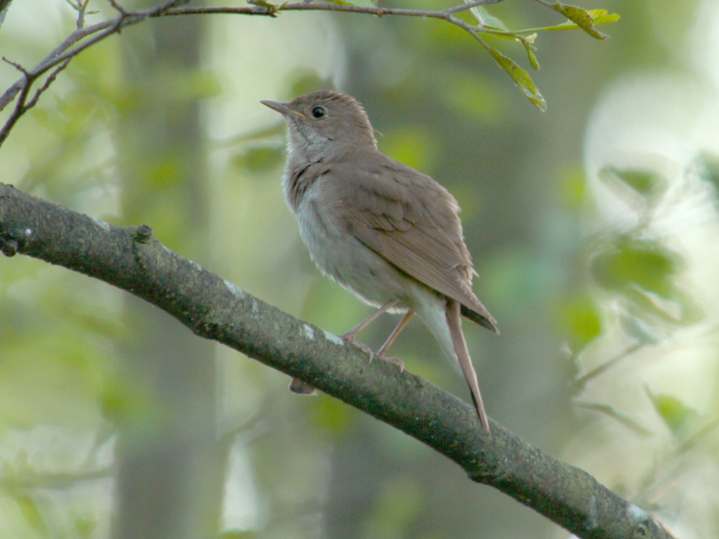 Thrush Nightingale