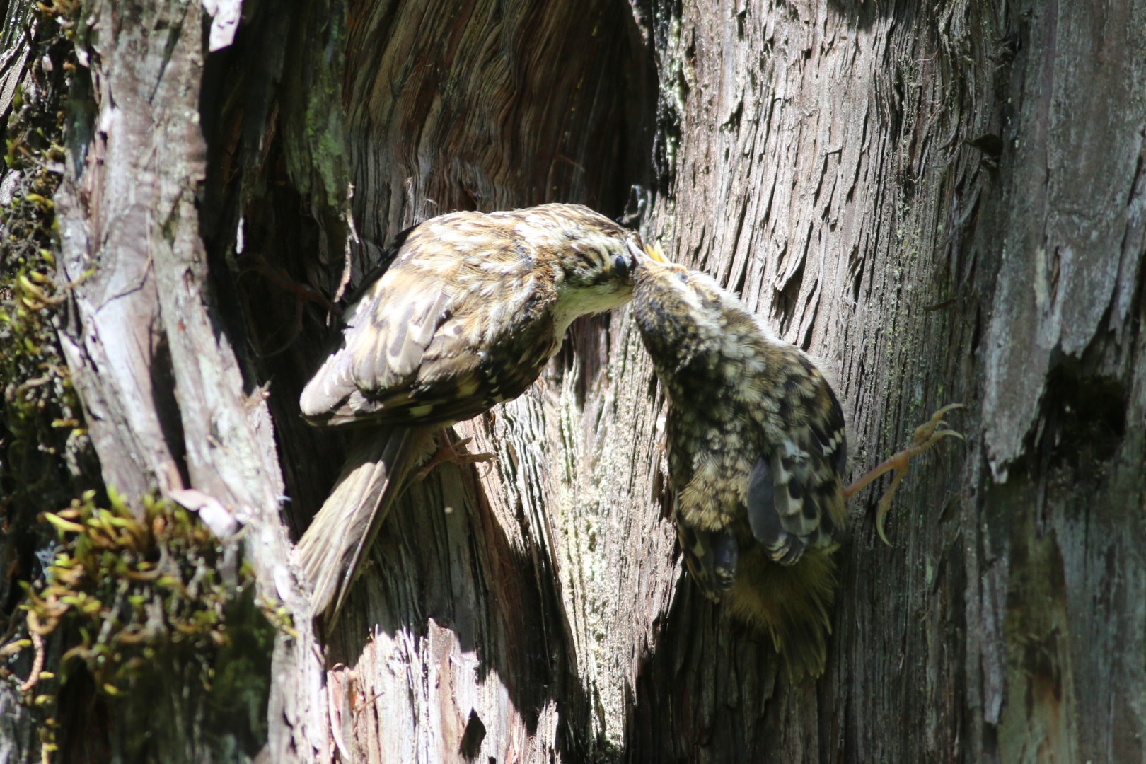 Tianquan treecreeper