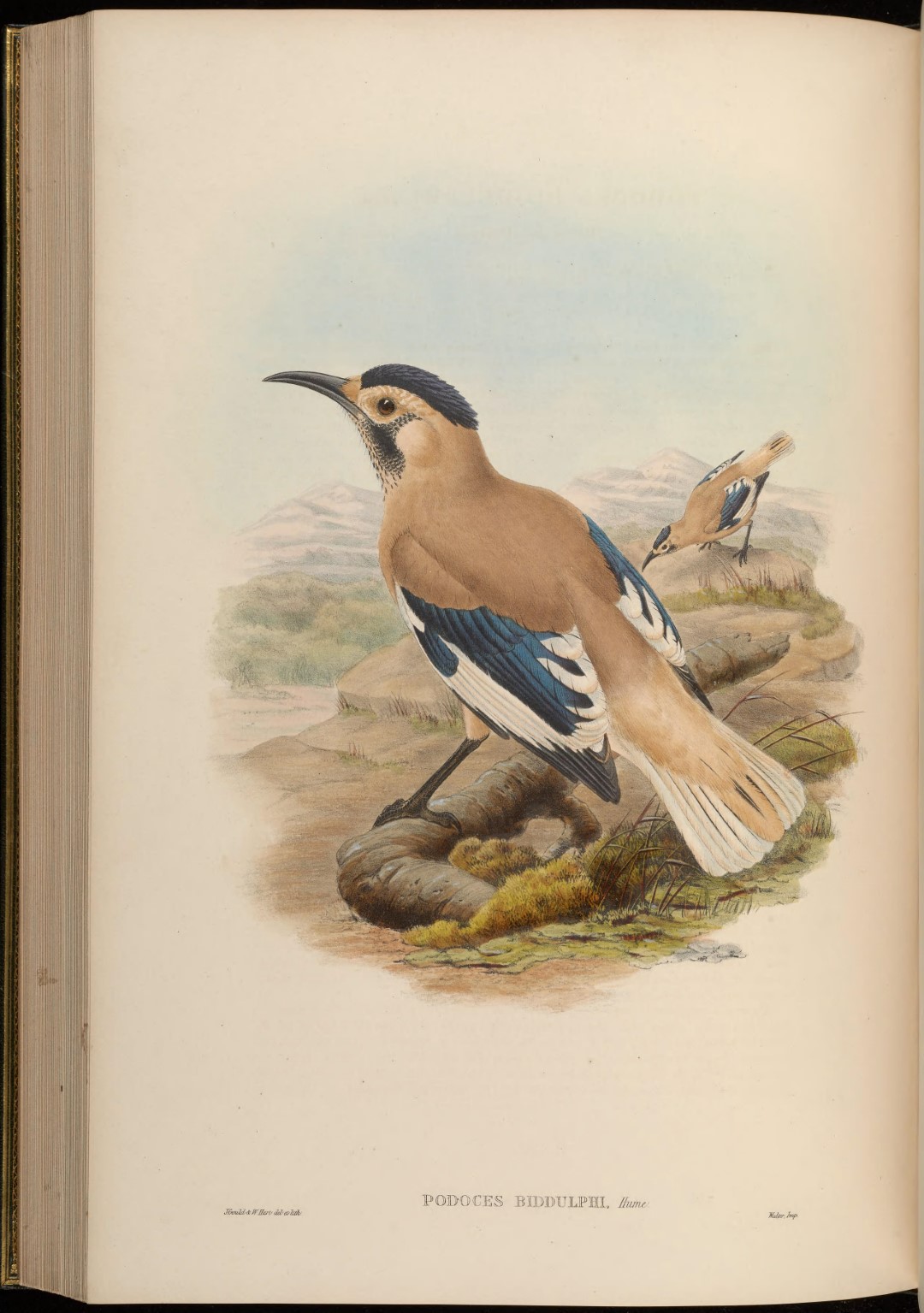 Tibetan Ground Jay