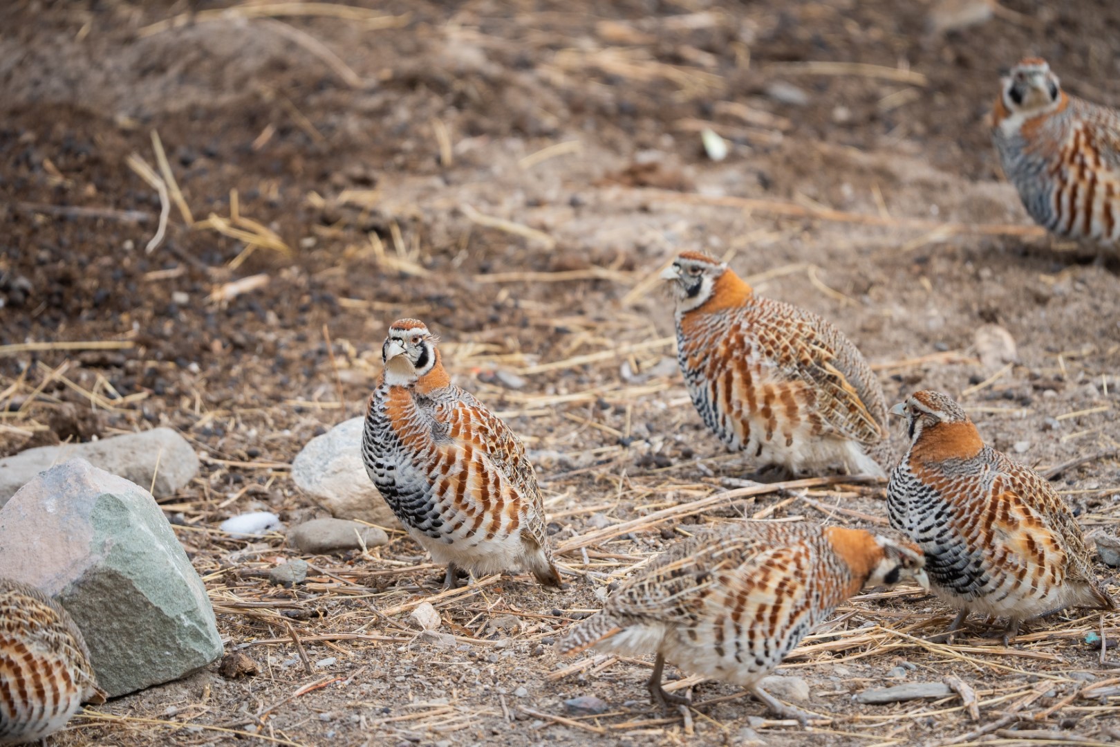 Tibetan Partridge
