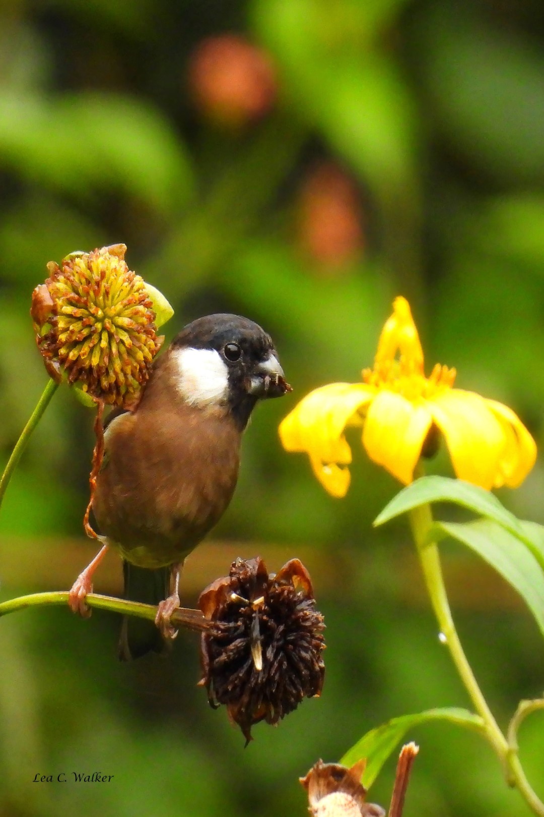 Tibetan Rosefinch