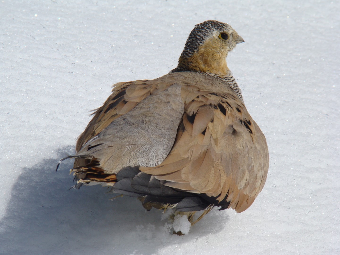 Tibetan Sandgrouse