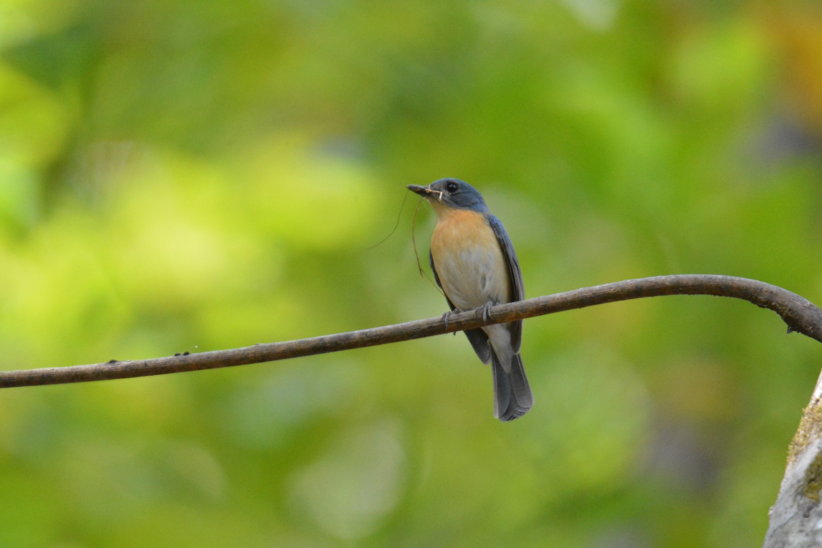 Tickell's blue flycatcher