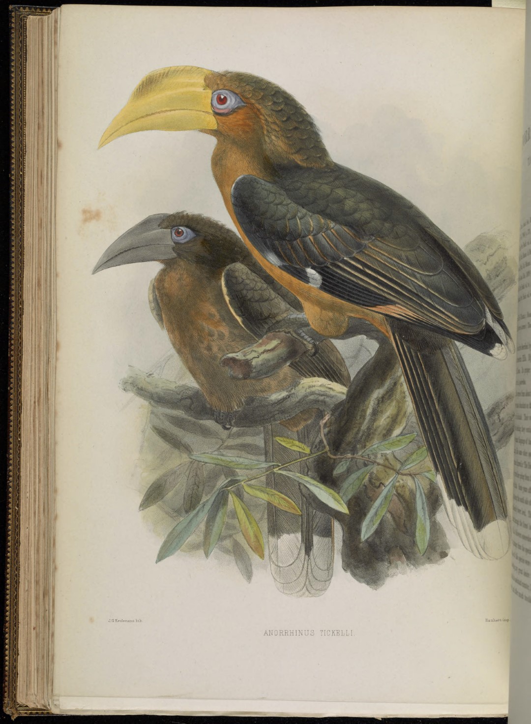 Tickell's Brown Hornbill