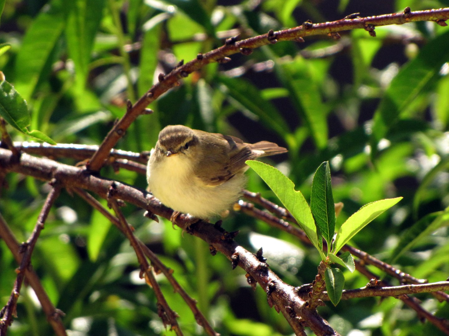 Tickell's Leaf Warbler