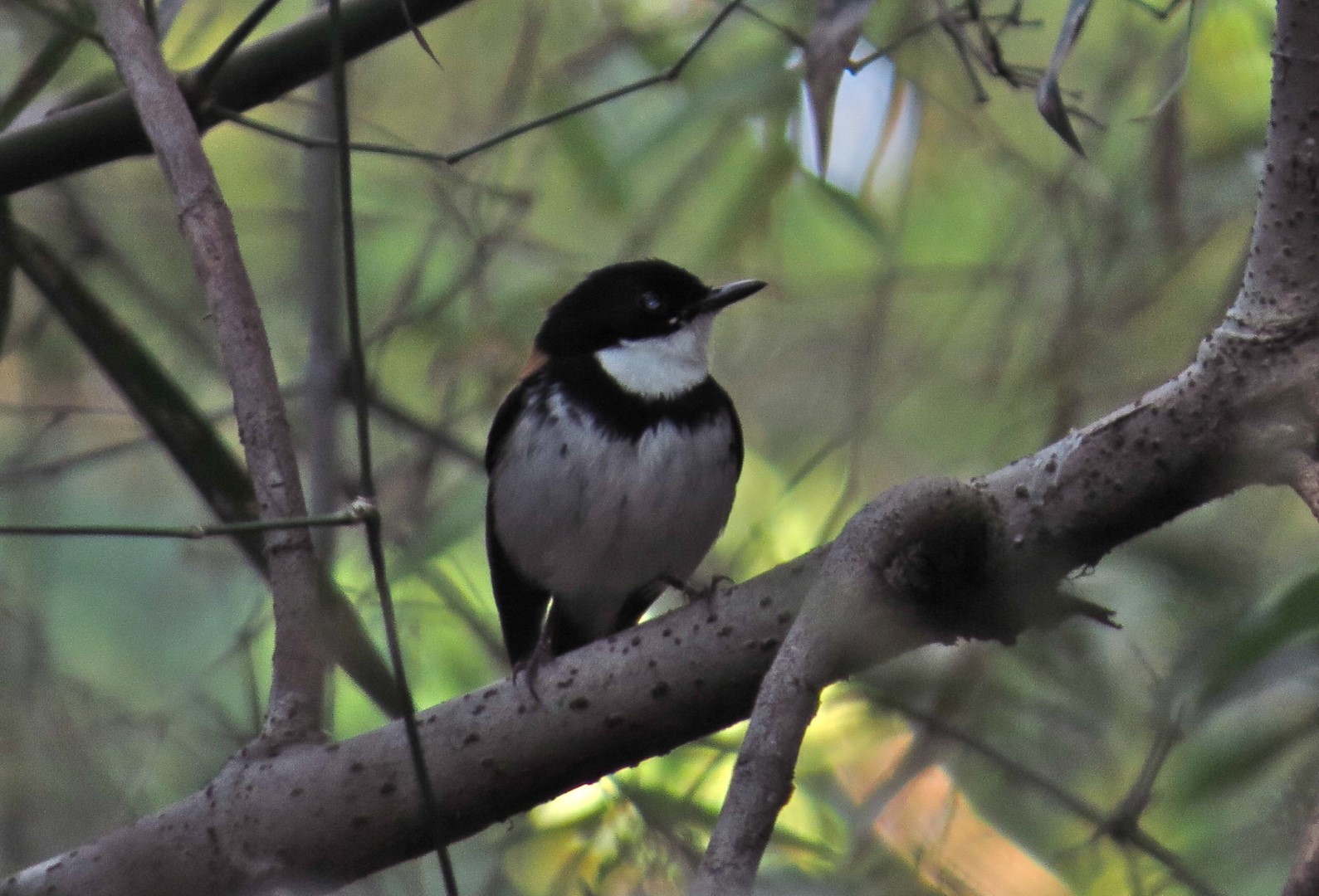Timor blue flycatcher