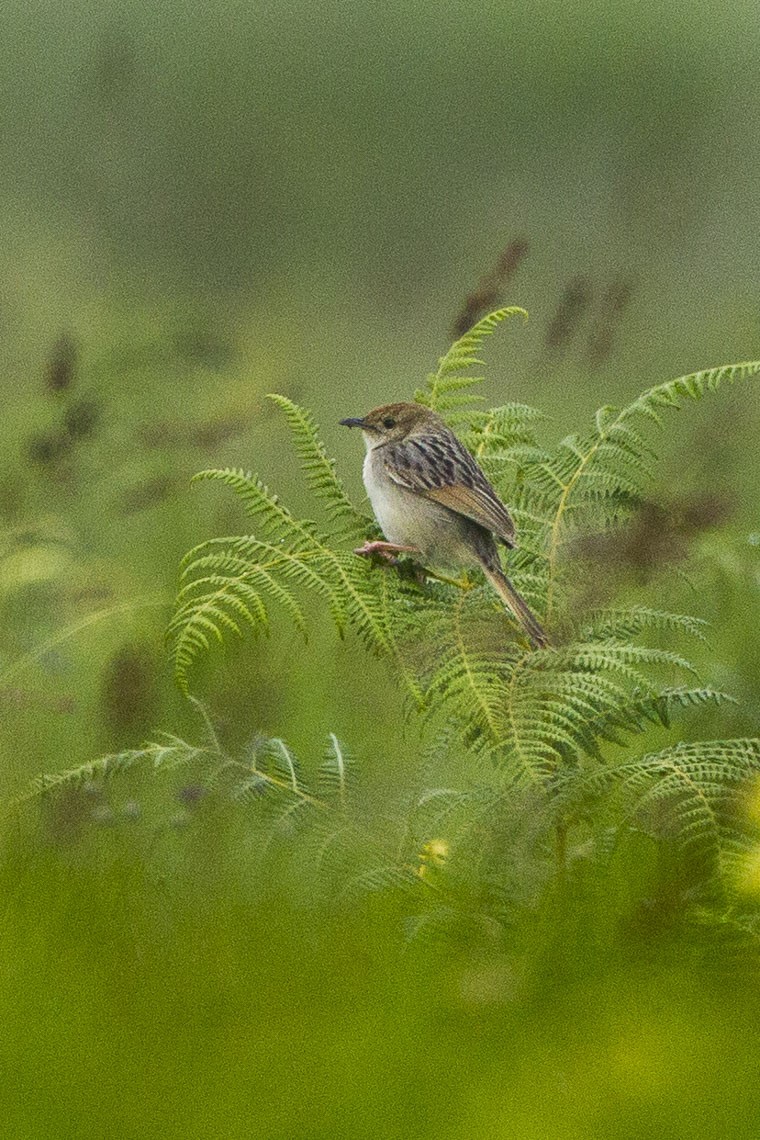Tinkling Cisticola