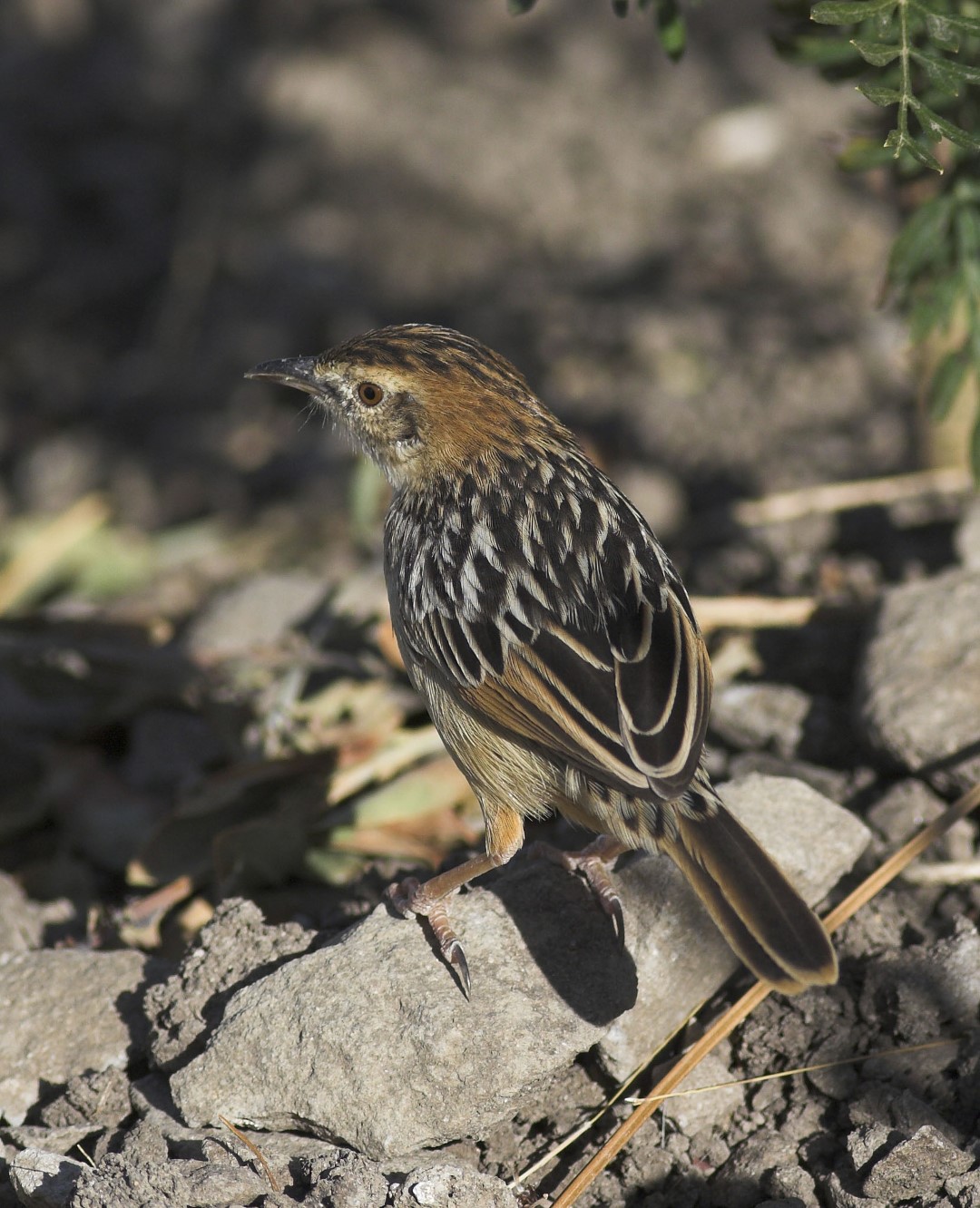 Tinkling Cisticola