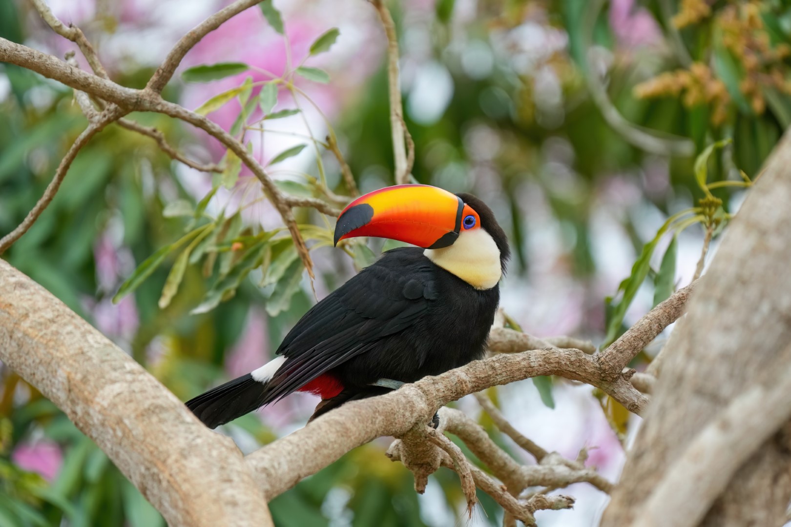 Toco Toucan