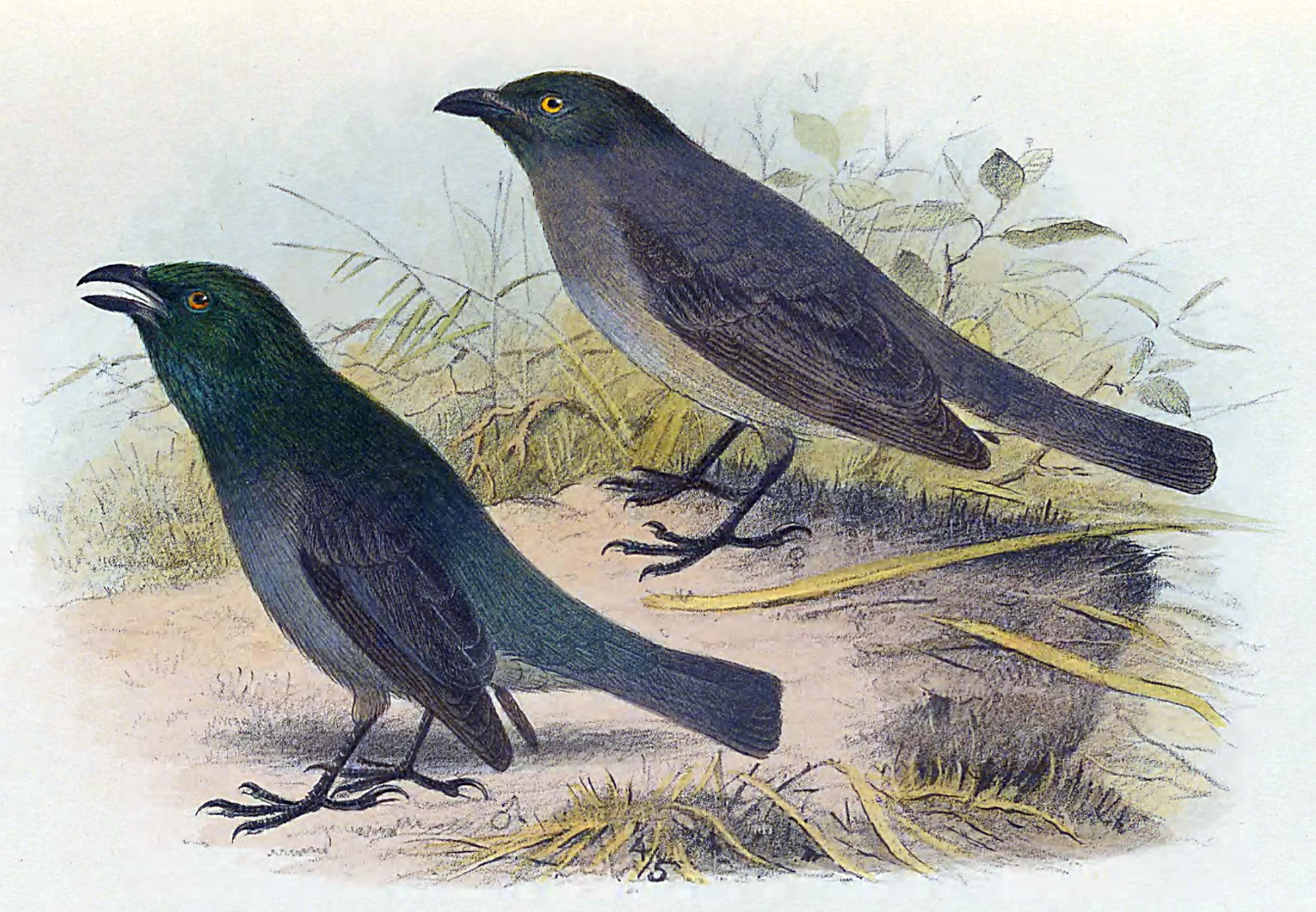 Tongan Starling