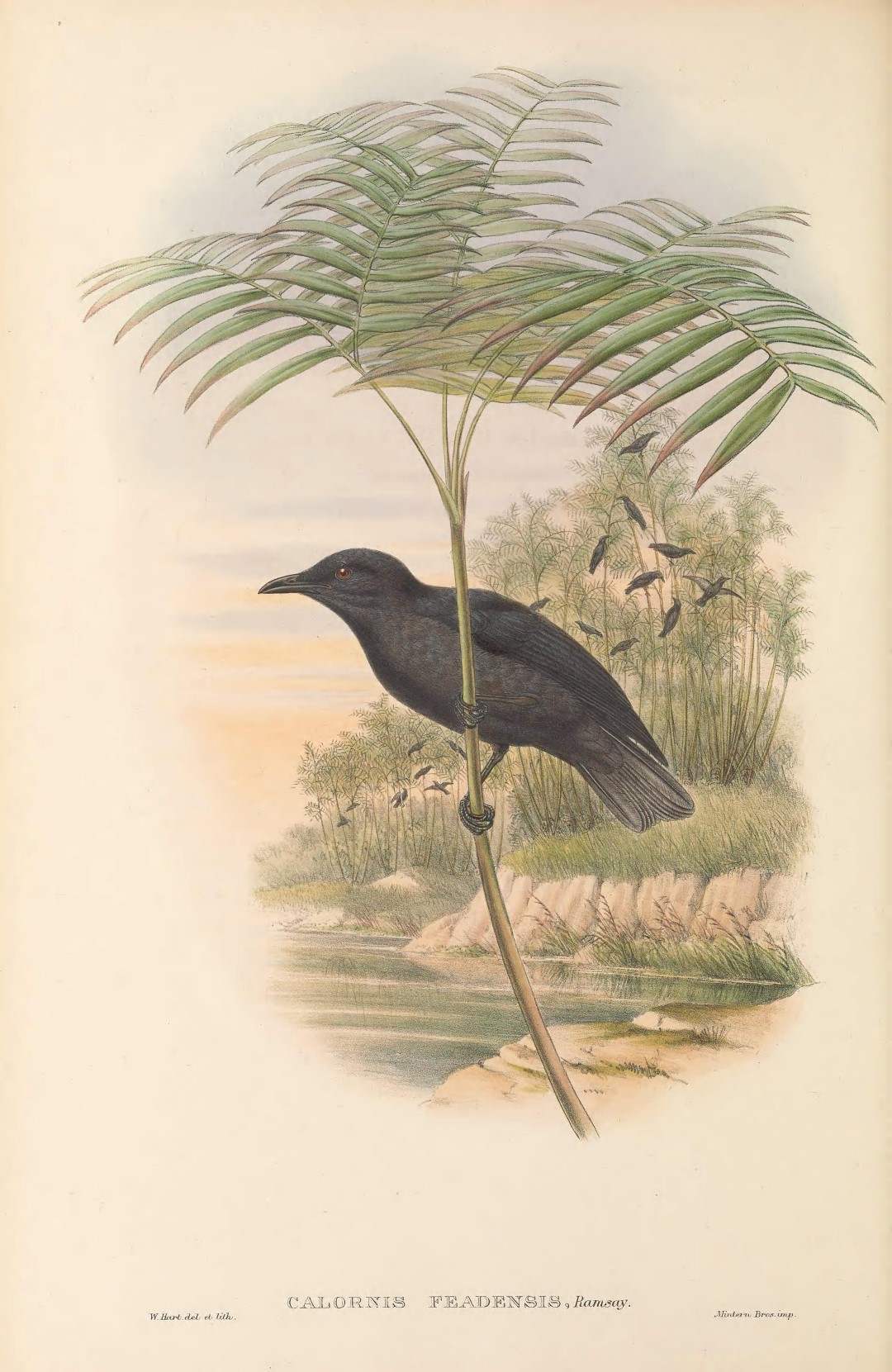 Tongan starling