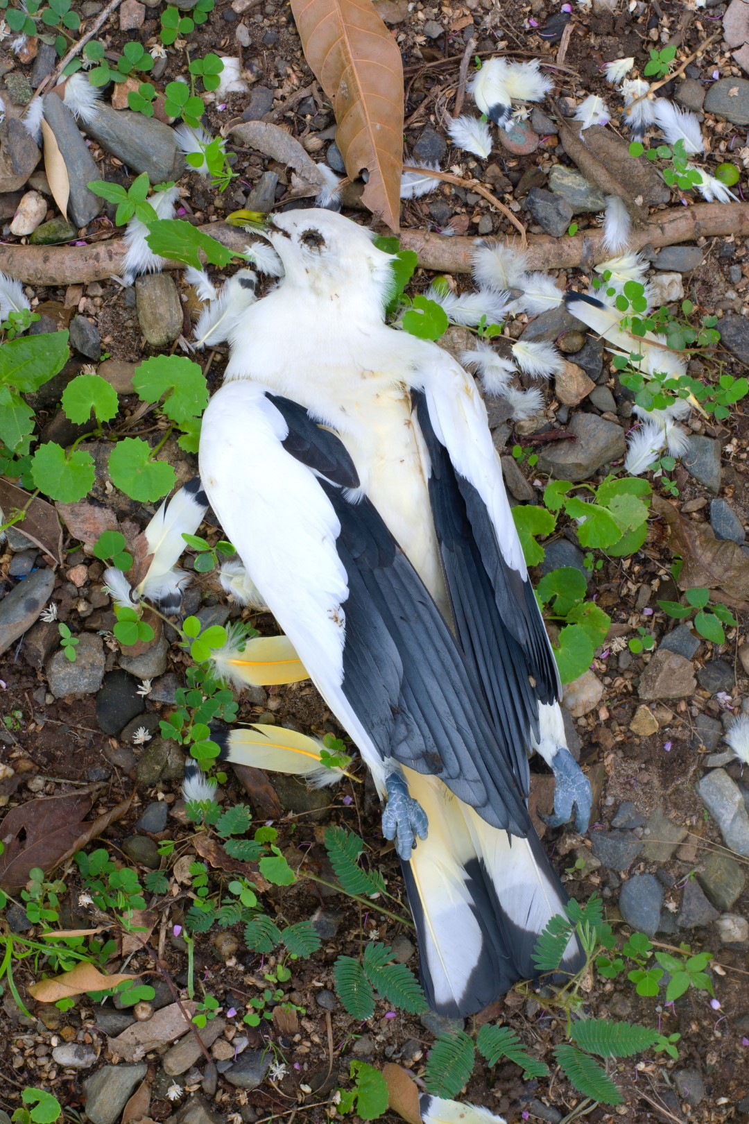 Torresian Imperial Pigeon