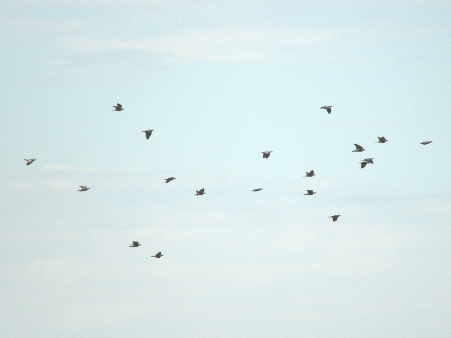 Torresian Imperial Pigeon