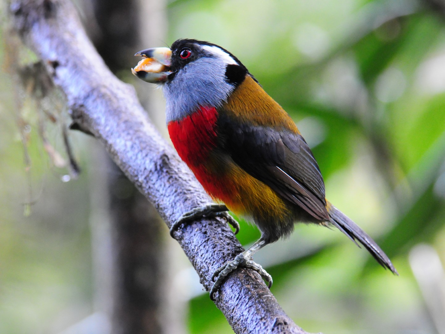 Toucan Barbet