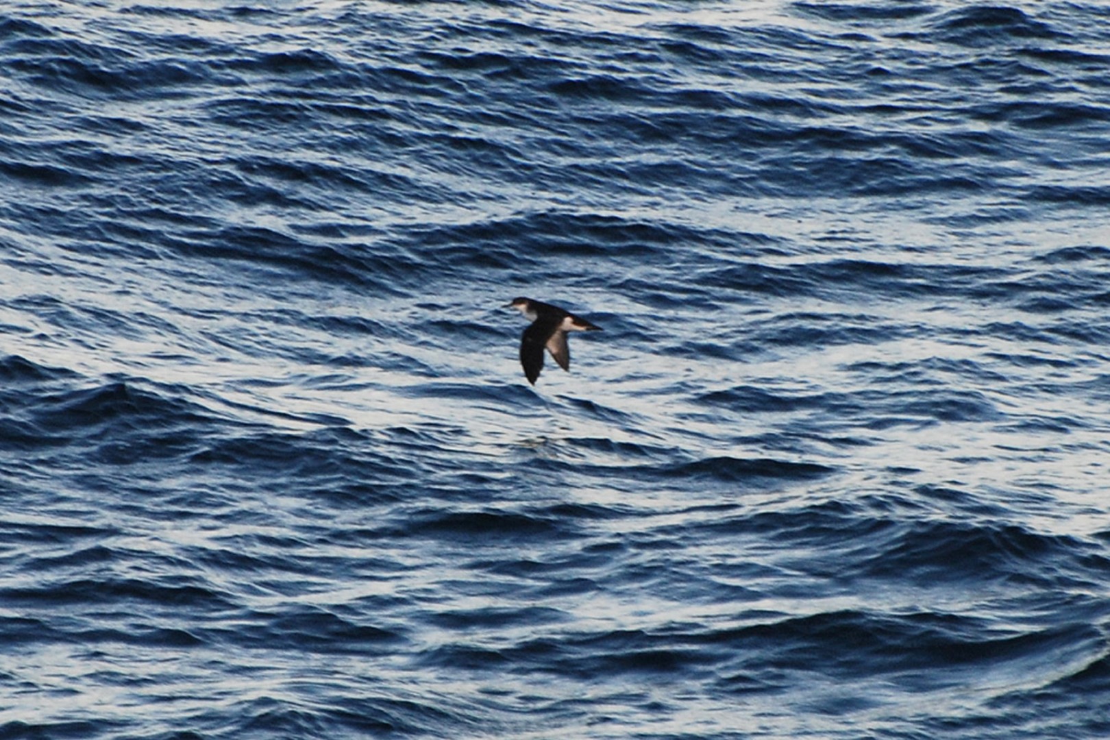 Townsend's Shearwater