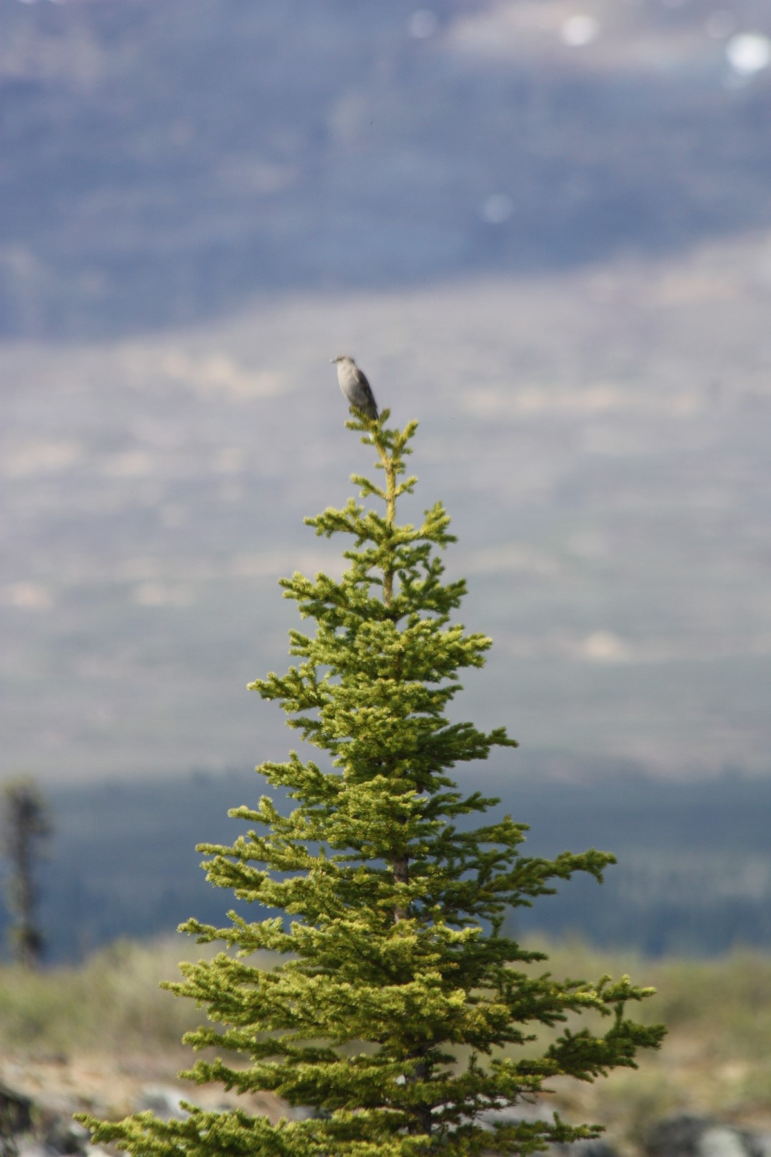 Townsend's Solitaire