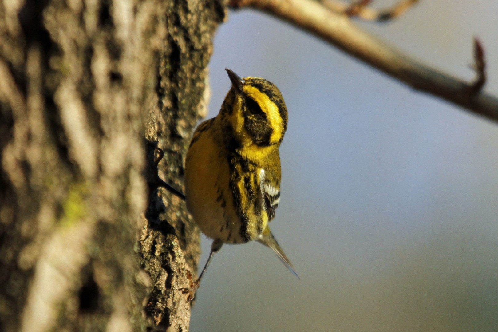 Townsend's Warbler