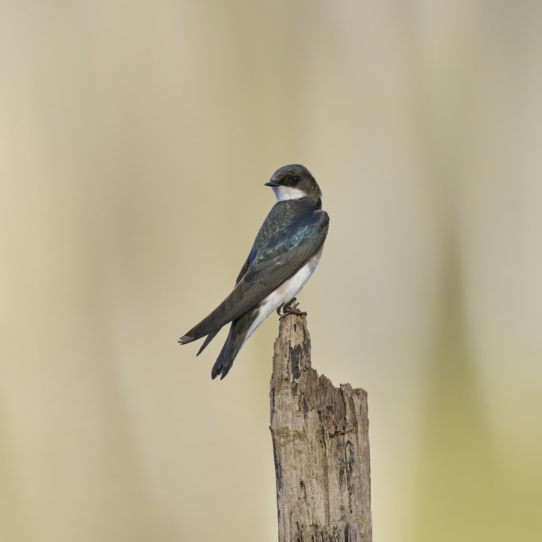 Tree Swallow