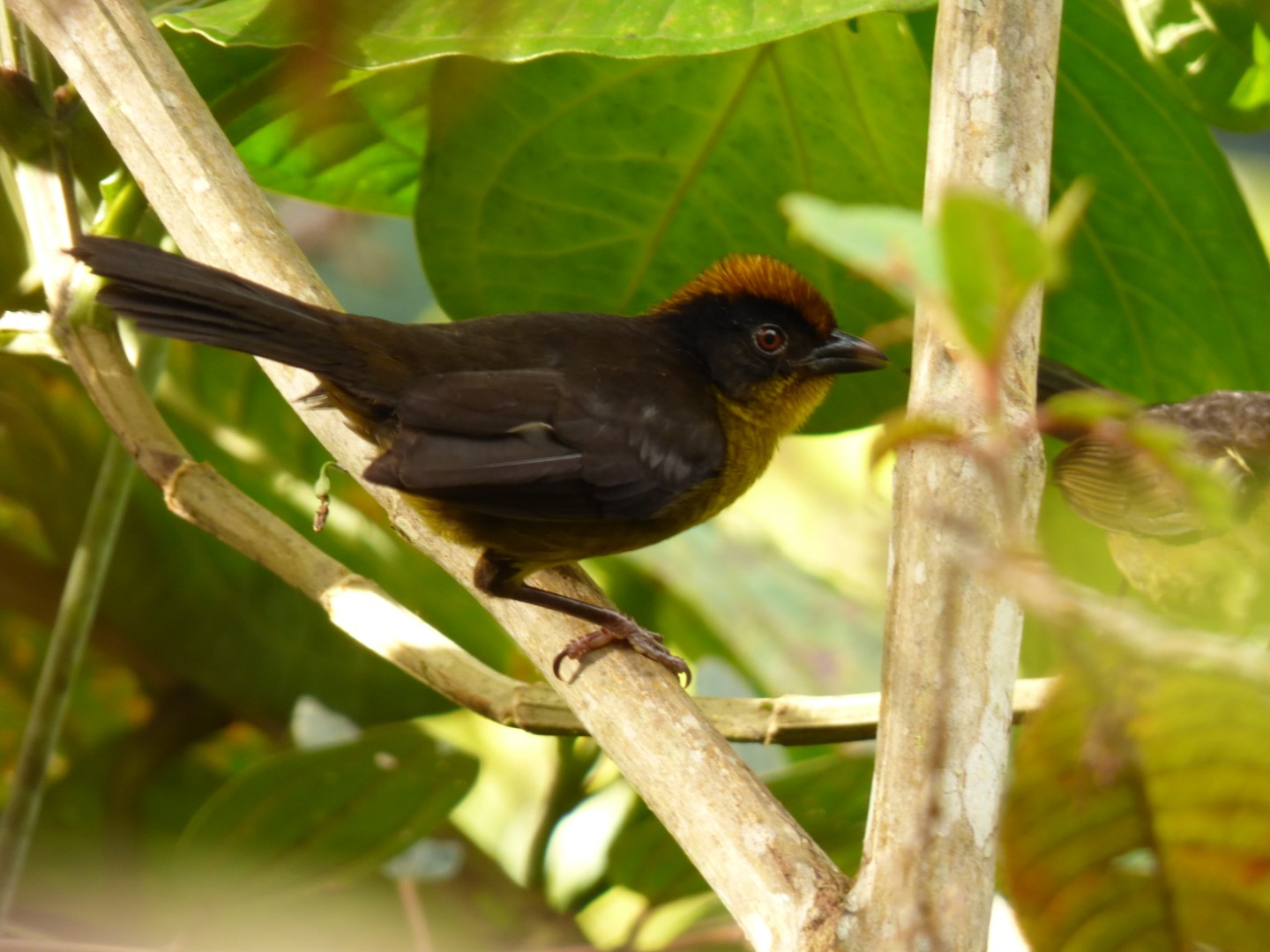 Tricolored Brush-Finch