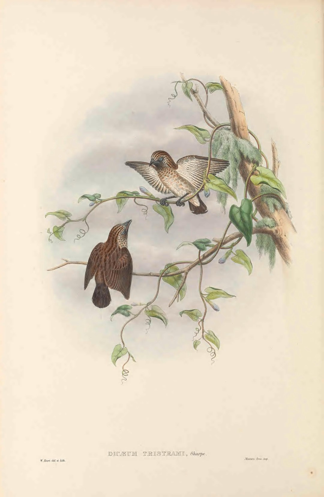 Tristram's Sunbird
