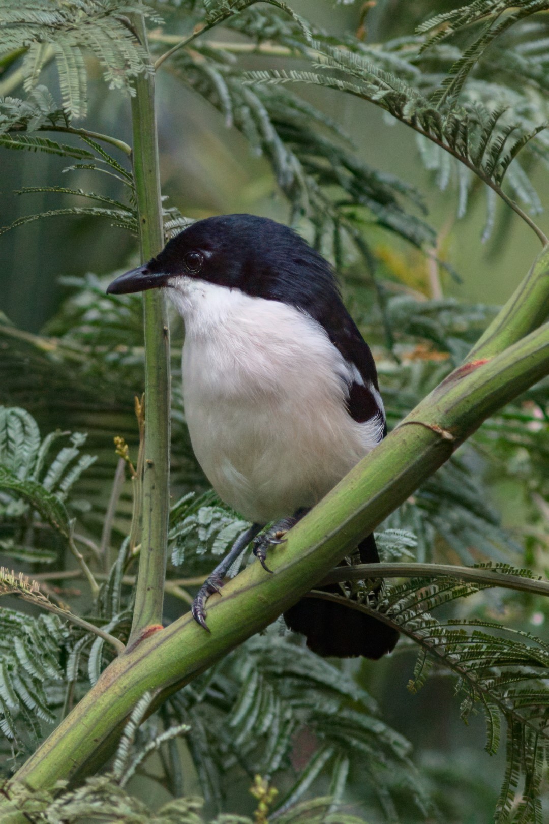 Tropical Boubou