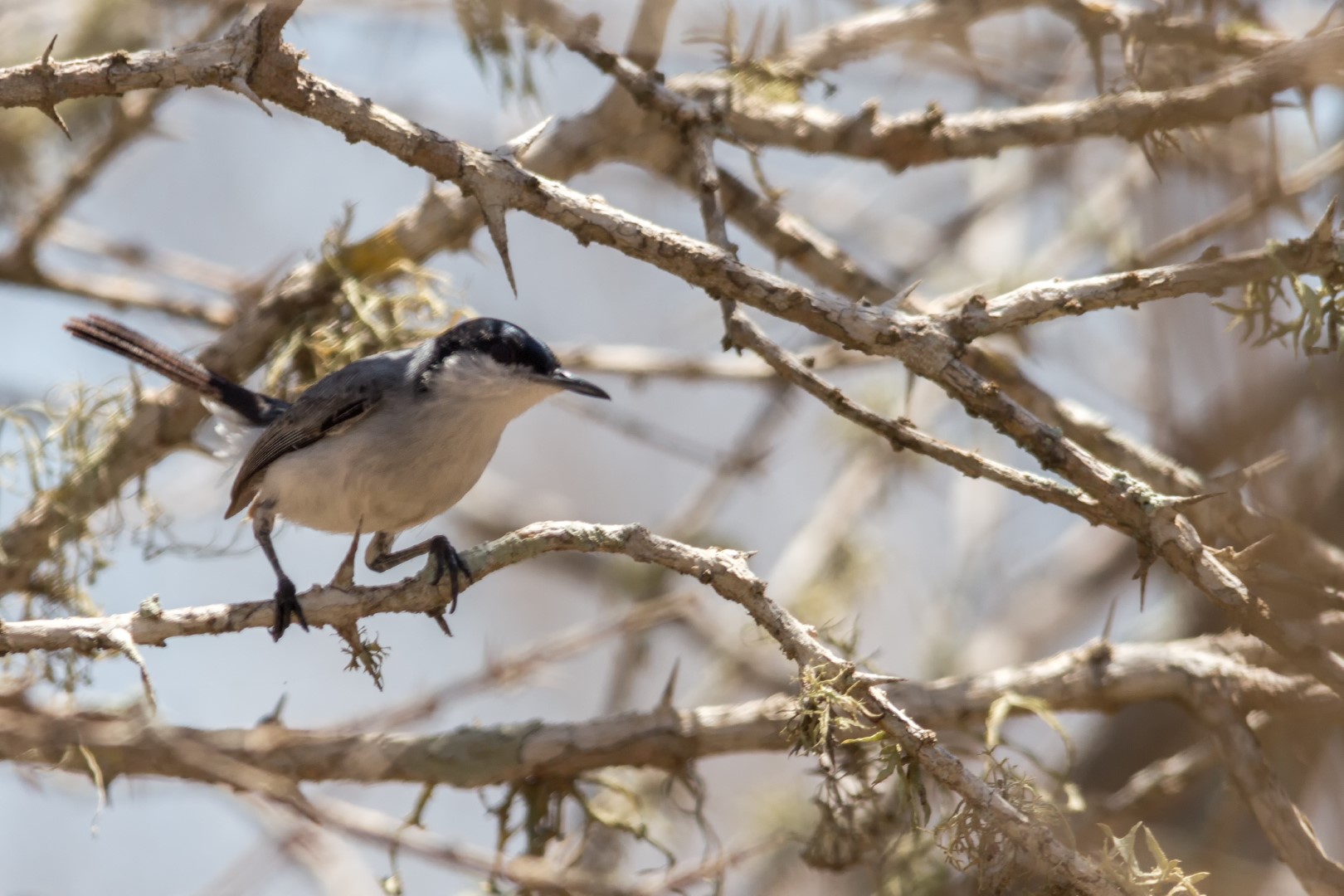 Tropical Gnatcatcher