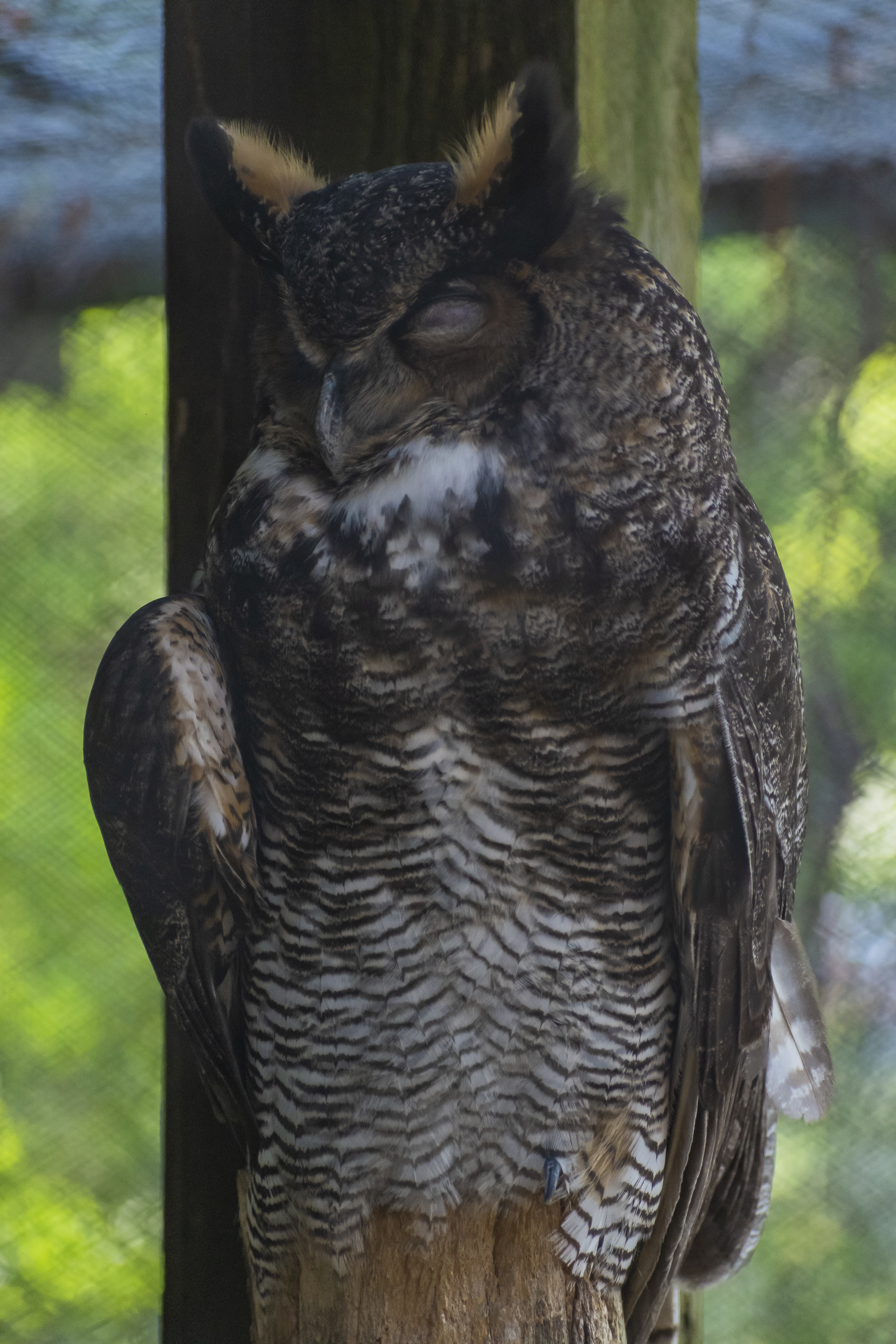 Tropical Horned Owl