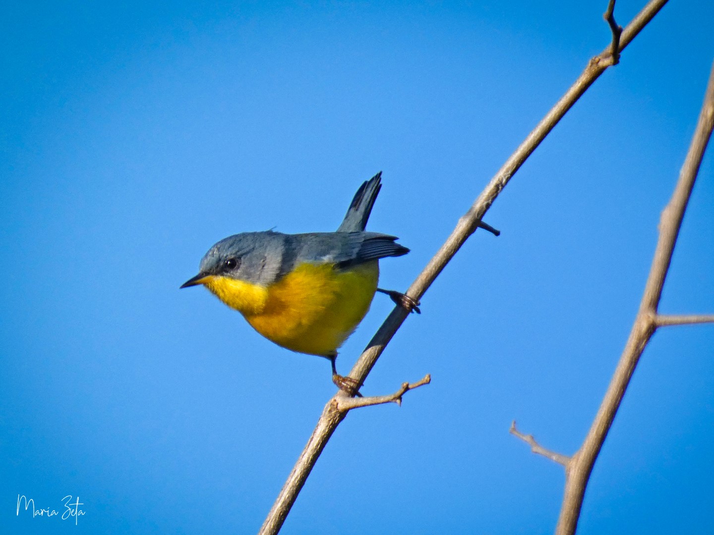 Tropical Parula
